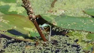 Damselfly Laying Eggs - 4K