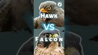 Hawk VS Falcon &ndash; Speed or agility?