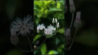 How To Use Pro Mode On Your Smartphone 🔥📱 | Flower Photography