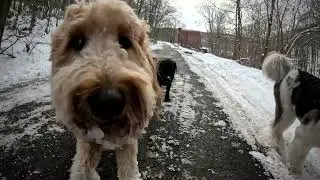 Dog Hiking Adventures with Goofy, Alfie, Noodles, Jagger on 01/19