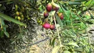 Manzanillo and Mission Olive Fruit.AVI