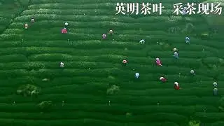Chinese High-Mountain Tea Plantation