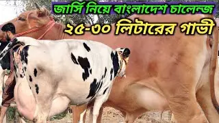 জার্সি নিয়ে বাংলাদেশ চ্যালেঞ্জ!কামনা ডেইরি ফার্মে ২৫-৩০ লিটারের বর্ডার ক্রস গাভী।