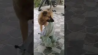 Xong rồi dog quậy ơi #pets #chomeo #cho #dog #cutedog #dethuong #animals #dethuong