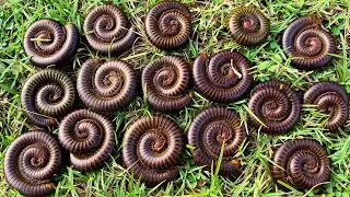 Top Skill Catch Millipedes, Millipedes, Giant Millipede , Massive Millipedes