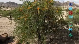 Rohida (Tecomella undulata)