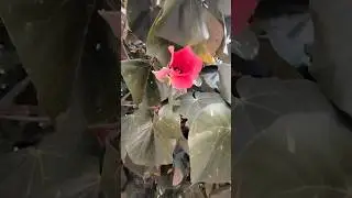 FLOR DE CAPOMO #plantas #reels #jardin #flores #abejas #naturaleza #natural #naturelovers #nature