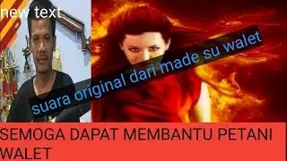 Suara walet original open proctek inap birahi MAP 2019