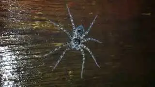 Dark Fishing Spider / Паук-охотник тёмный [Dolomedes tenebrosus] |NC|