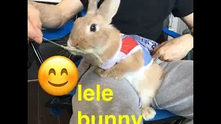 If you love bunny, love this one.bunny# cute animal# The DoDo# Dog #cat#  Pet#  Cute