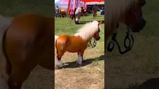 Crazy  Rodeo Mini Horse Auction Bidding  #rodeo #countrylifestyle #cowboy #barnlife #ranchlife #pony