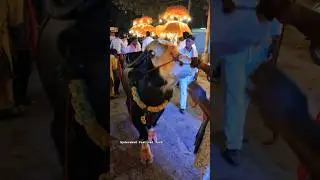 Sadar Festival In Hyderabad 2025 | Kothapet Sadar 2025 #sadar #yadav #sadarfestival