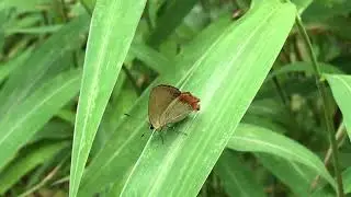 エピクレスウラフチベニシジミHeliophorus epicles 鳳園 2019/04/21 Fung Yuen, Butterfly of Hong Kong 香港の蝶