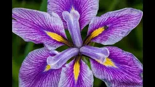 The Color Purple