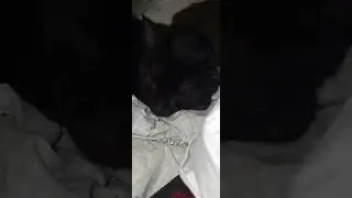 Baby Zooma and Hercules at 2:45 am last night