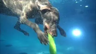 9 yo Weimaraner Jae dives deep underwater for pool toy   slow mo
