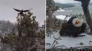 FOBBVCAM Eagles🦅 Juvenile Eagle Interrupts Shadow's Lunch 🥪 Jackie Comes Home to Mate 💞2026 Feb 18