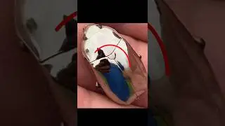 Beetle looks like a diamond 😱 || chrysina limbata #shorts #viral #facts