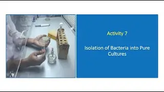 Activity 7.  Isolation of Bacteria into Pure Cultures