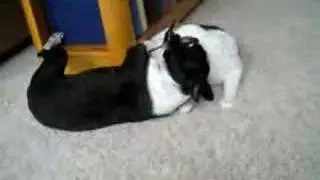 boston terrier vs cat
