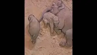 How baby elephants sleep