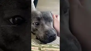 Would you hug this adorable dog?#animals #Friendship #Us