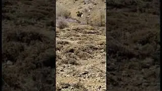 kangallar alfa kurdu boğdu #kurt vs #kangal