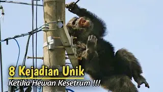 8 Hewan Tersengat Listrik Yang Berhasil Terekam Kamera