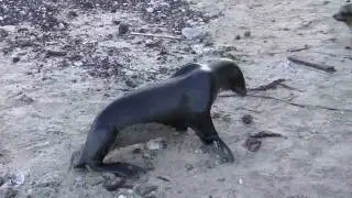 Sea lion comes out of water - looking for mom w/impatience