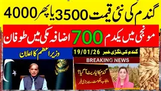 Today Wheat price in punjab/گندم کا ریٹ 2025/munji makki till sarso/Galla mandi rates today #punjab