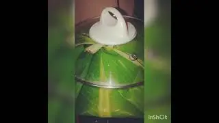 Pinais na Mamarang|Steamed Mushroom