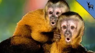 Capuchin Monkeys Pee On Everything