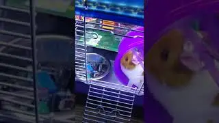 Hamster Casemod at Quakecon 2018