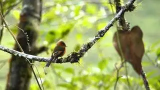Pyrrhomyias cinnamomeus Guango 130814 AV 12
