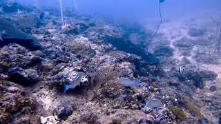 Maya bay Dive site. #mayabay #travel  #thailand #divesite 