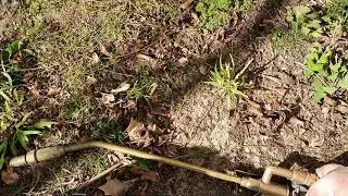 Castle Hill Spiders and End of lease flea treatment