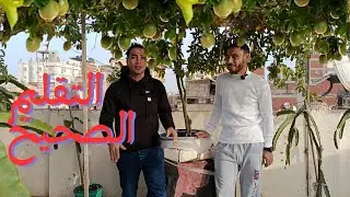 سر الحصول على أطنان من ثمار الباشن فروت: التقليم الصحيح.