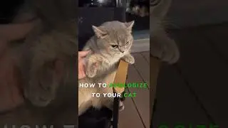 How to Apologize to Your Cat #cat #cats