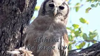 Gashowu Yokut (Casson) - The Owl Doctor