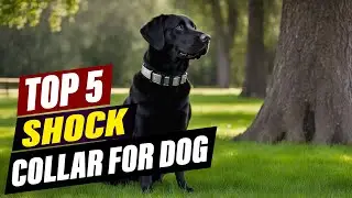 Shock Collars for Dogs: Understanding the Controversy & Alternatives