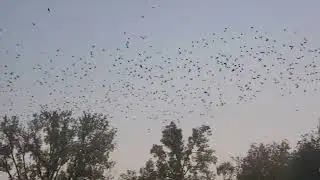 Thousands of birds flying in circles in Nashville Tennessee