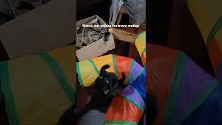 Playing with cats who have rat tails #asmr #cats #cattails #blackcat #catplaying #catjump #catlovers