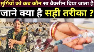 देसी मुर्गियों को वैक्सीन कैसे करते हैं| Murgiyon ko Vaccine karne ka Sahi Tarika | Desi Murgi Palan