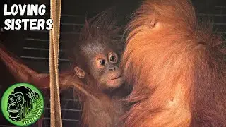 Sweet Baby Orangutan Sister Interaction #heartwarming