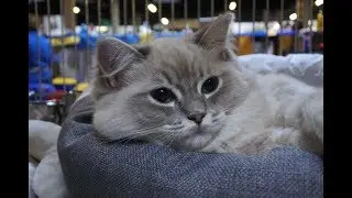 Fife World Cat Show 2017 The Netherlands - Cuteness overloaded !
