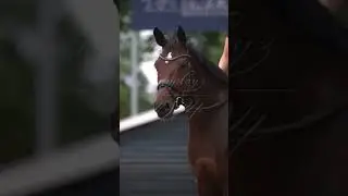 &ldquo;How to spell HAPPINESS -H-O-R-S-E-&ldquo; #makeyourday #calm #equestrian #horse