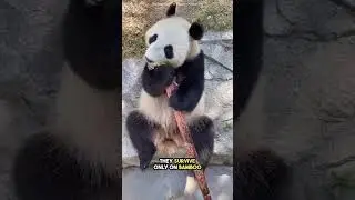 This Is Why Pandas Are So Rare 😯