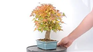 V&iacute;deo 360&ordm; Bons&aacute;i Acer Buergerianum-Kaede. Arce Tridente, Arce trifido, Burgueriano... ACB32