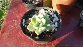 mini suculenta