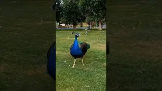 Peacock #travellingvlog #vlog #Peacock #pets #shorts #yt